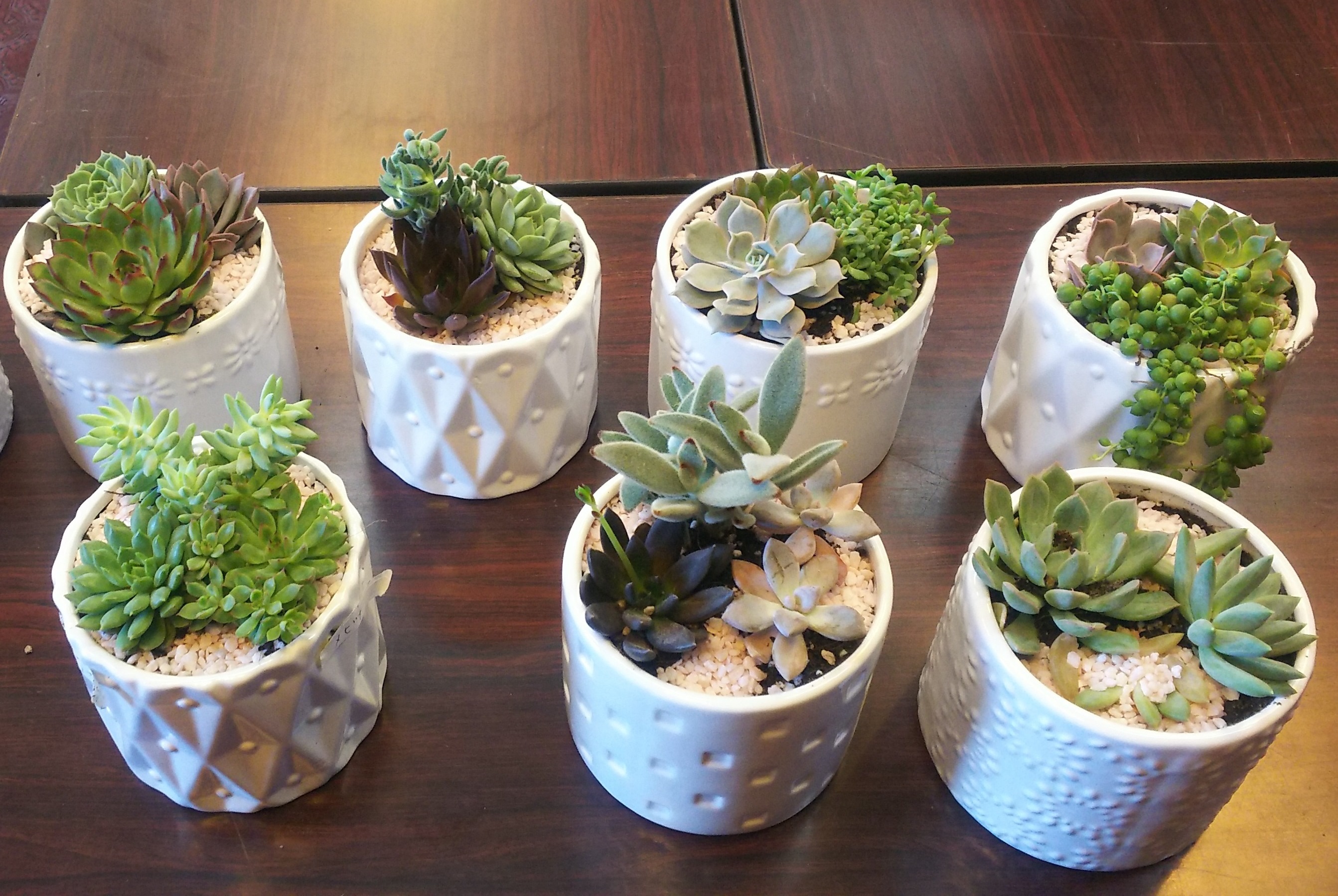 多肉植物　寄せ植え 入荷情報♪】 とっても可愛らしい寄せ植えが入荷しましたので ご